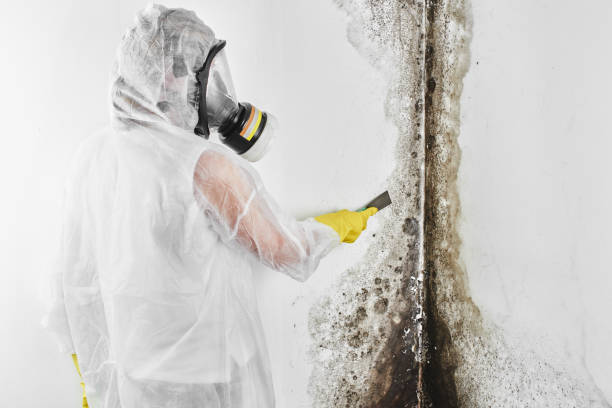 Certified Mold Removal in North Ballston Spa, NY