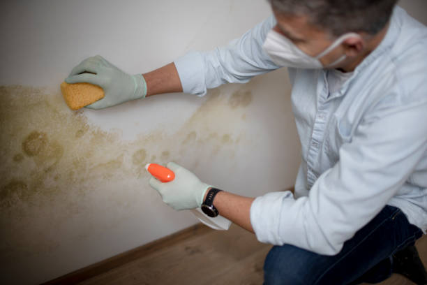 Best Local Mold Removal Service  in North Ballston Spa, NY