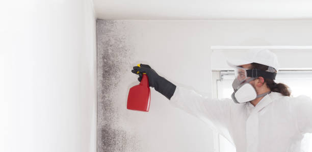 Mold Removal and Inspection in North Ballston Spa, NY