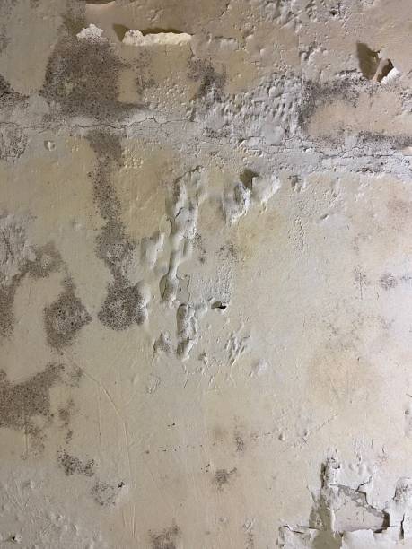 Best Toxic Mold Removal  in North Ballston Spa, NY