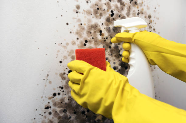 Best Same-Day Mold Removal  in North Ballston Spa, NY