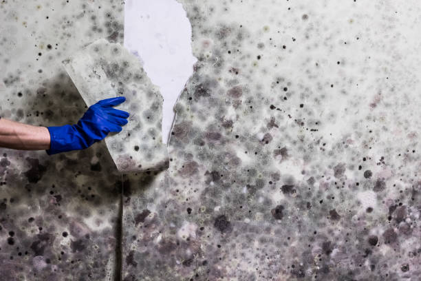 Best Mold Removal Company Near Me  in North Ballston Spa, NY